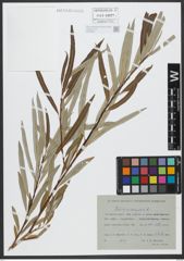 Foto von Salix viminalis L.